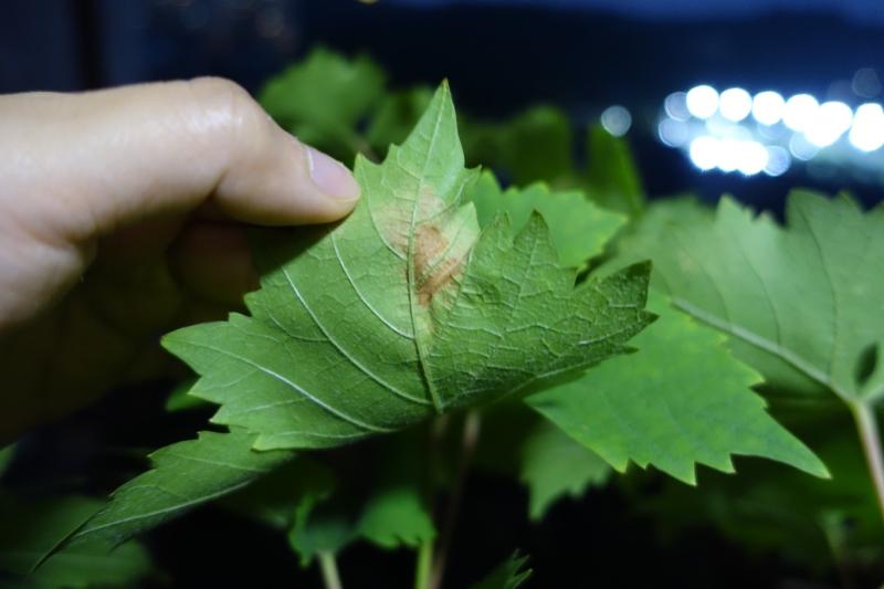 种植小白的阳台葡萄黄叶落叶大佬救救我的小葡萄吧