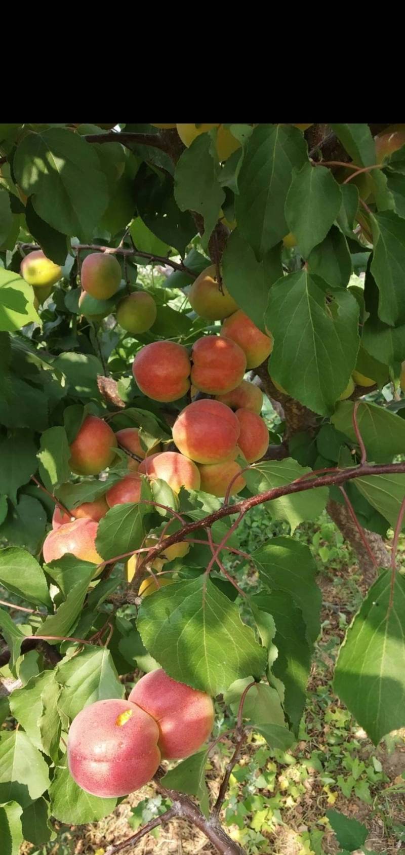 请您欣赏:双育三号杏的坐果 - 杏树论坛 - 水果邦农人之家