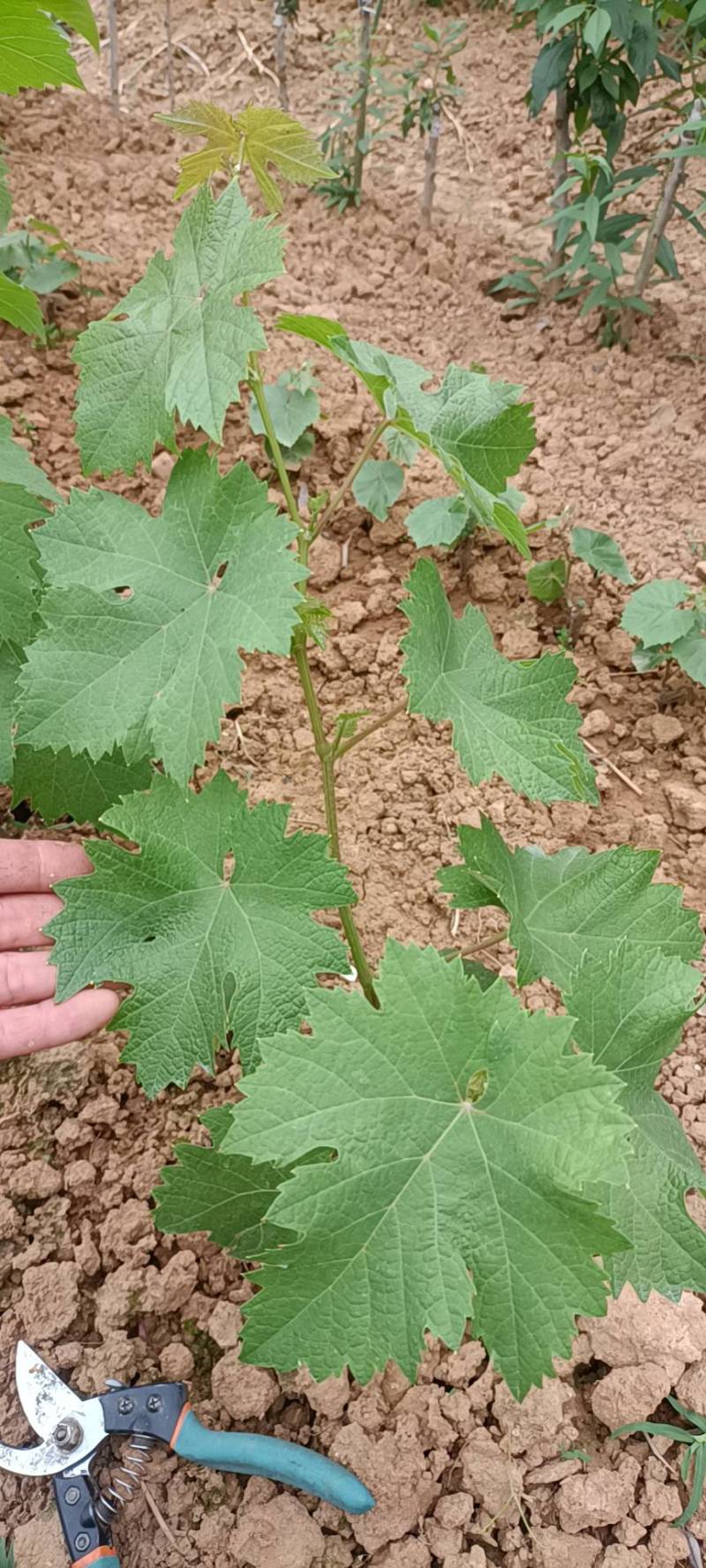 葡萄新品种小苗状态 - 葡萄论坛 - 水果邦农人之家