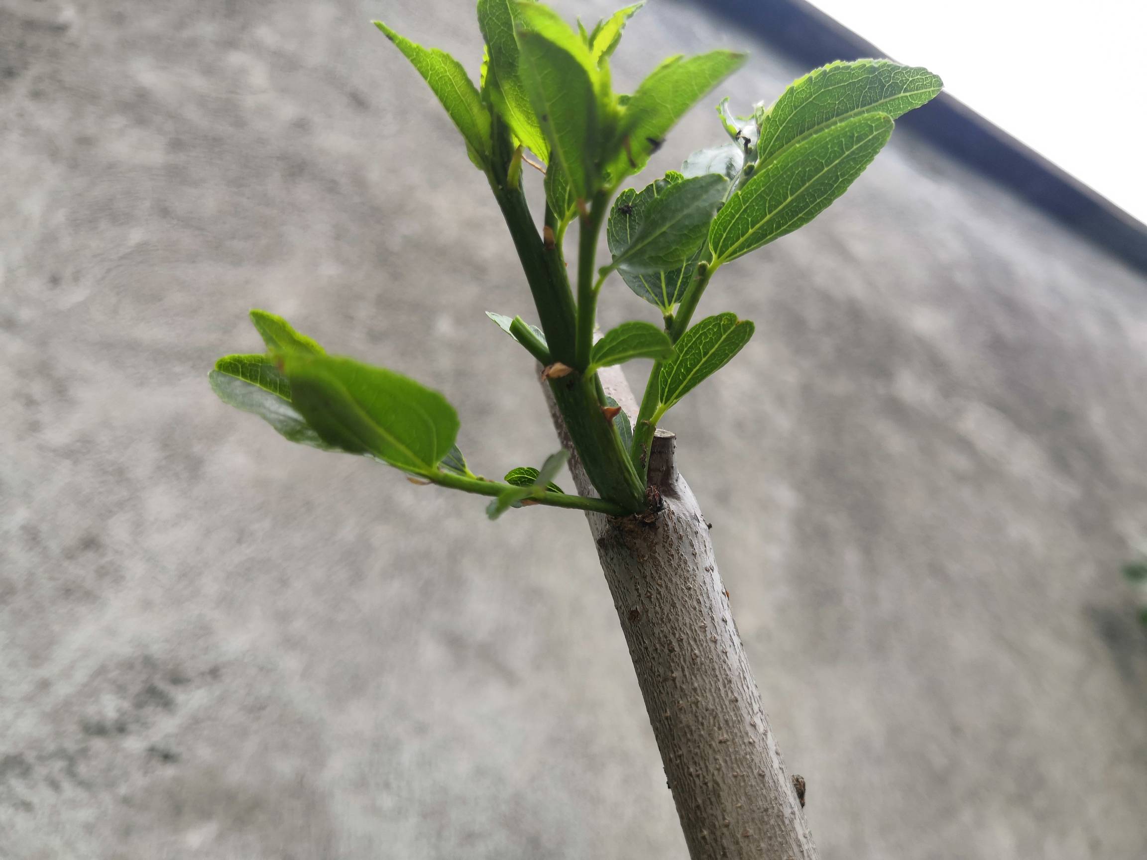 这枣树的嫩芽有点皱这是正常的吗