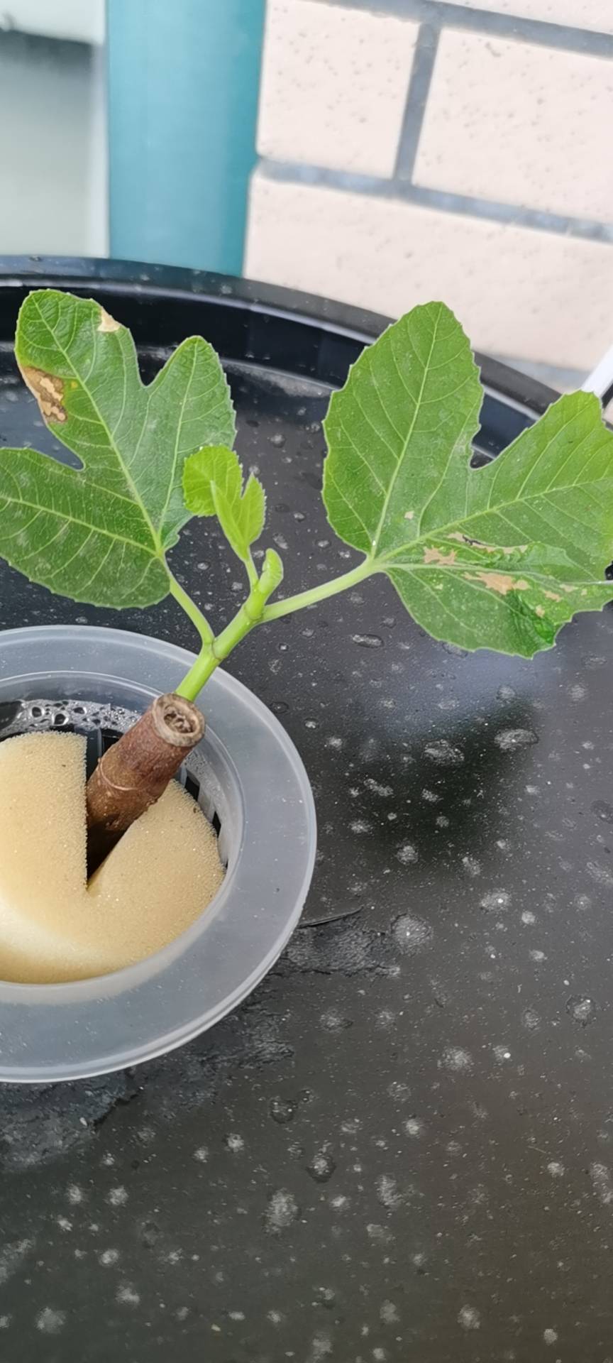 无土栽培无花果初步成功 - 无花果论坛 - 水果邦农人之家