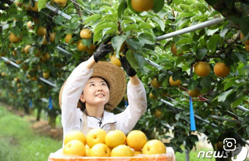 简单介绍韩国新华梨