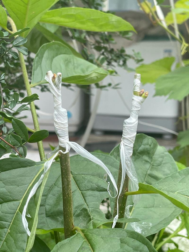 继续试验嫩枝嫁接