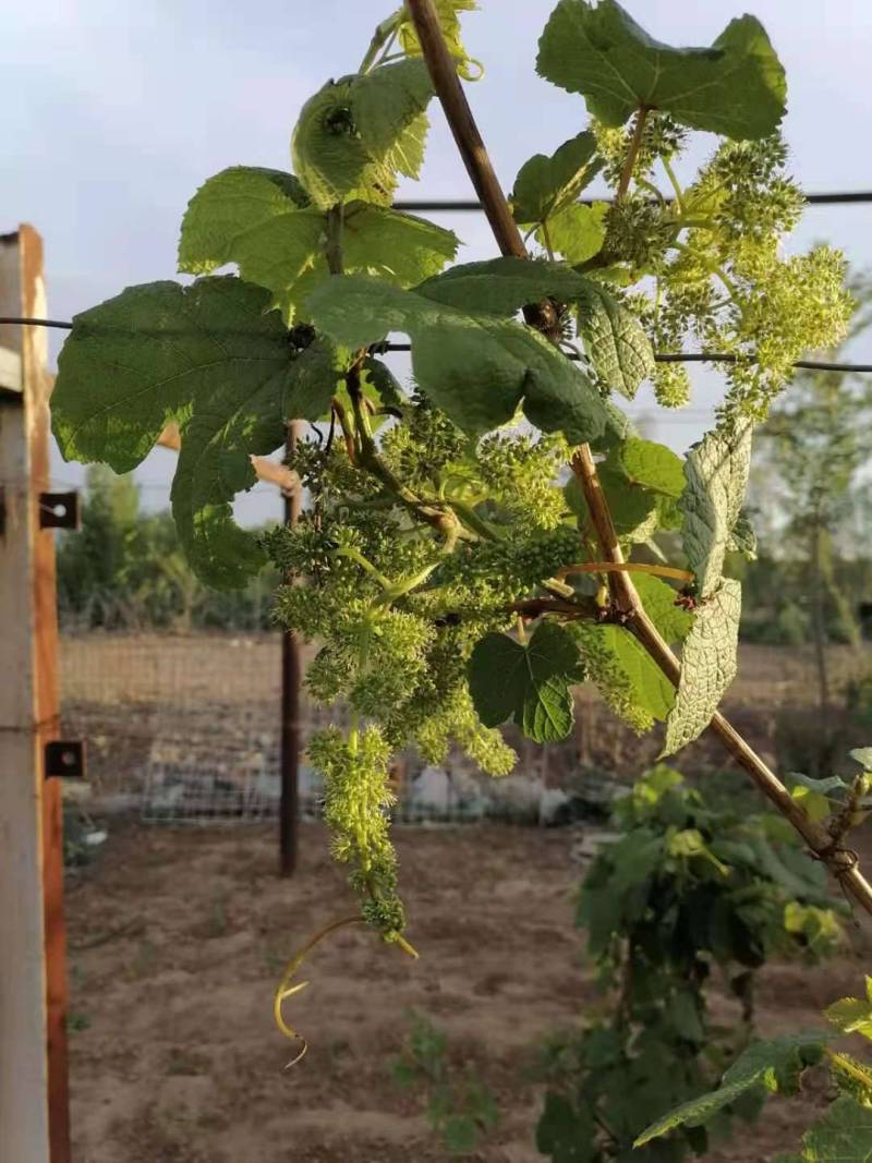 寒香蜜北冰红拉花 - 葡萄论坛 - 水果邦农人之家