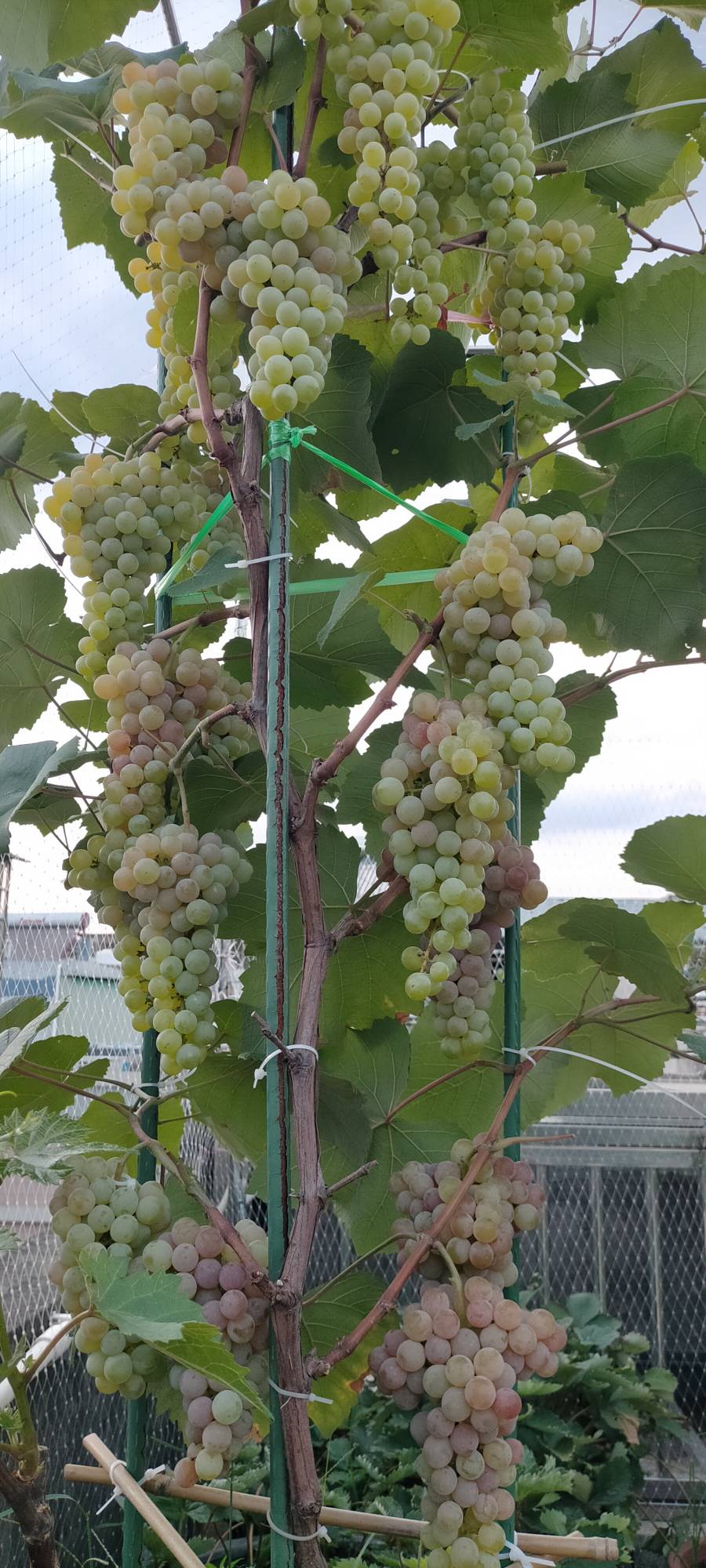 适合阳台天台种的直立小盆栽寒香蜜