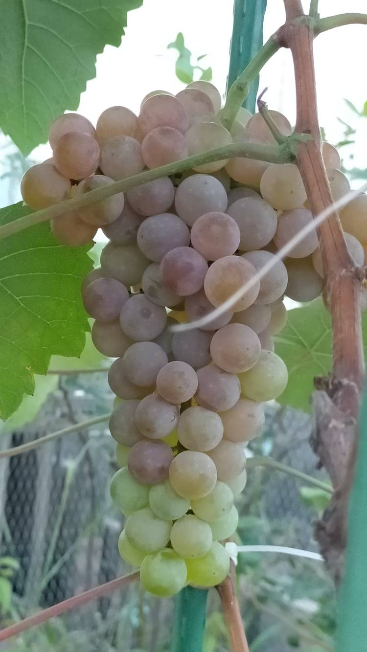 适合阳台天台种的直立小盆栽寒香蜜