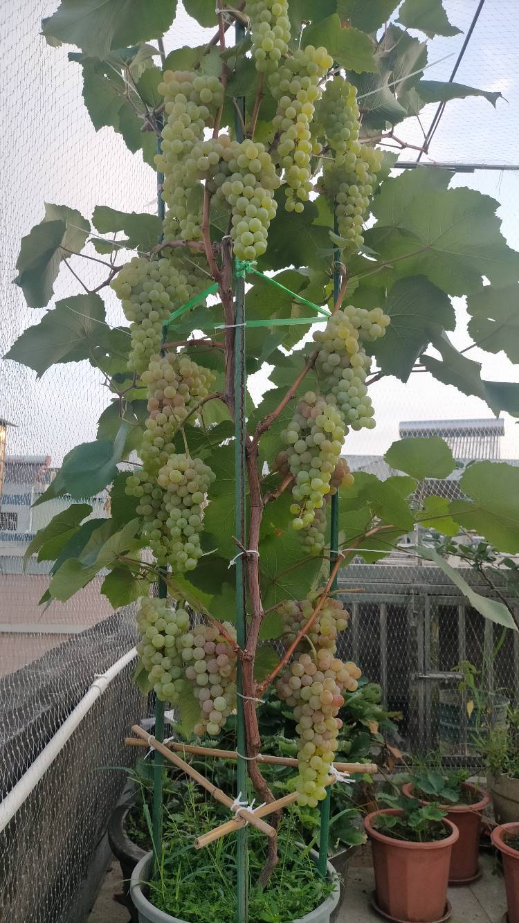 适合阳台天台种的直立小盆栽寒香蜜