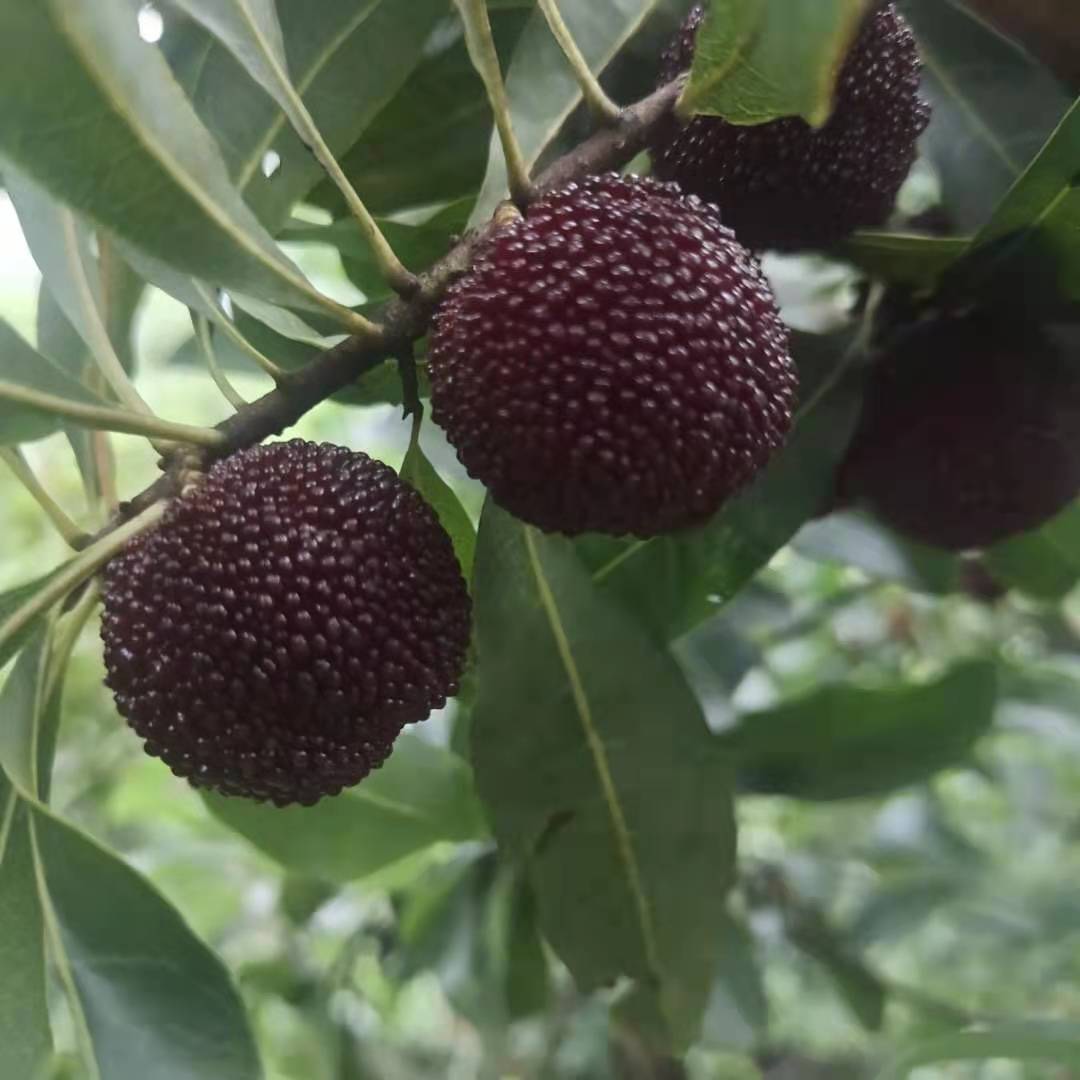 浙江慈溪王子安海媲美荸薺種楊梅