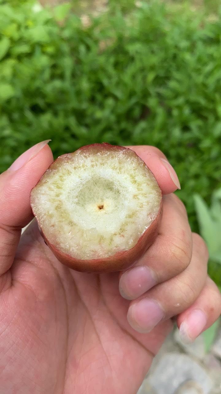 我这果子是不是飞弹莲雾?还是子弹?