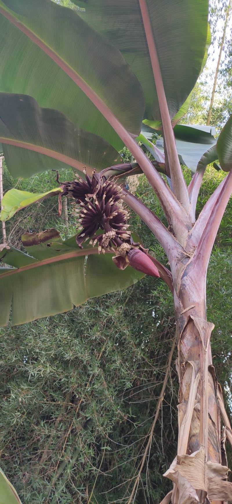 南洋红香蕉,打果了!