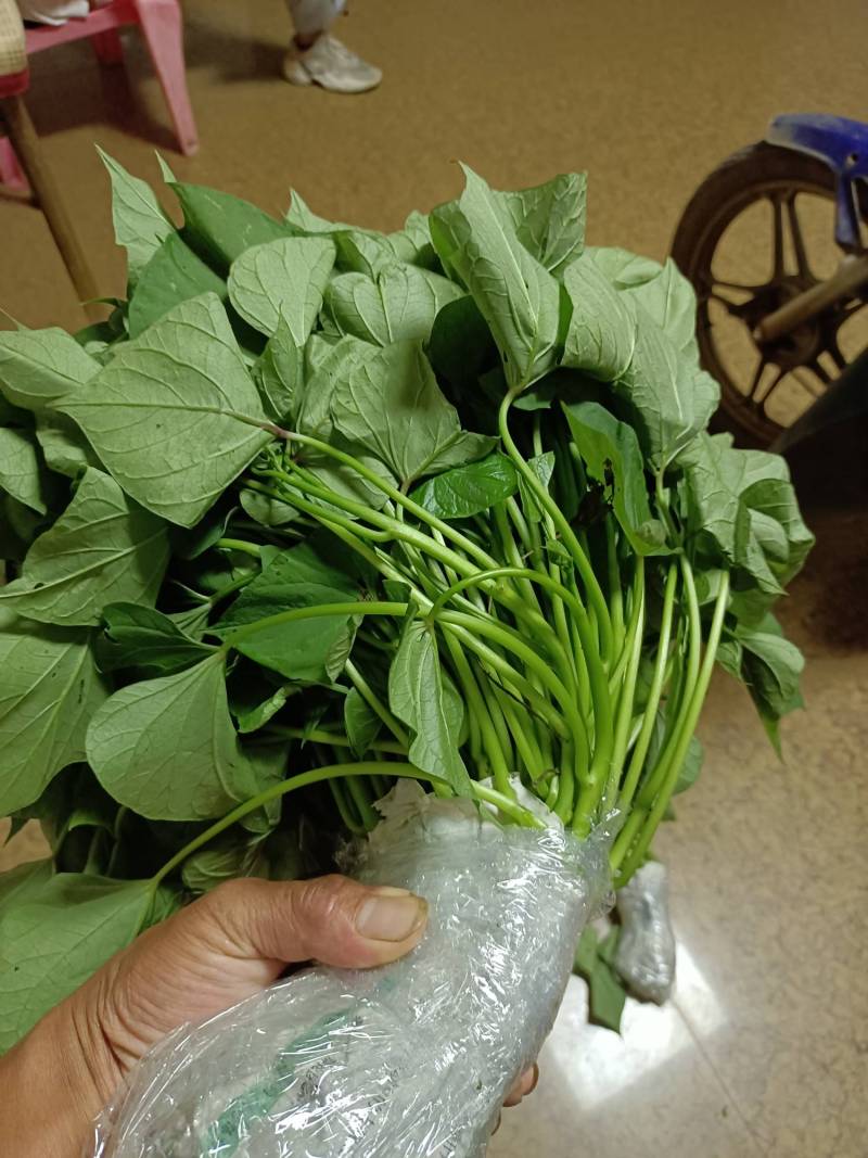 玛莎莉苗 - 红薯论坛 - 水果邦农人之家