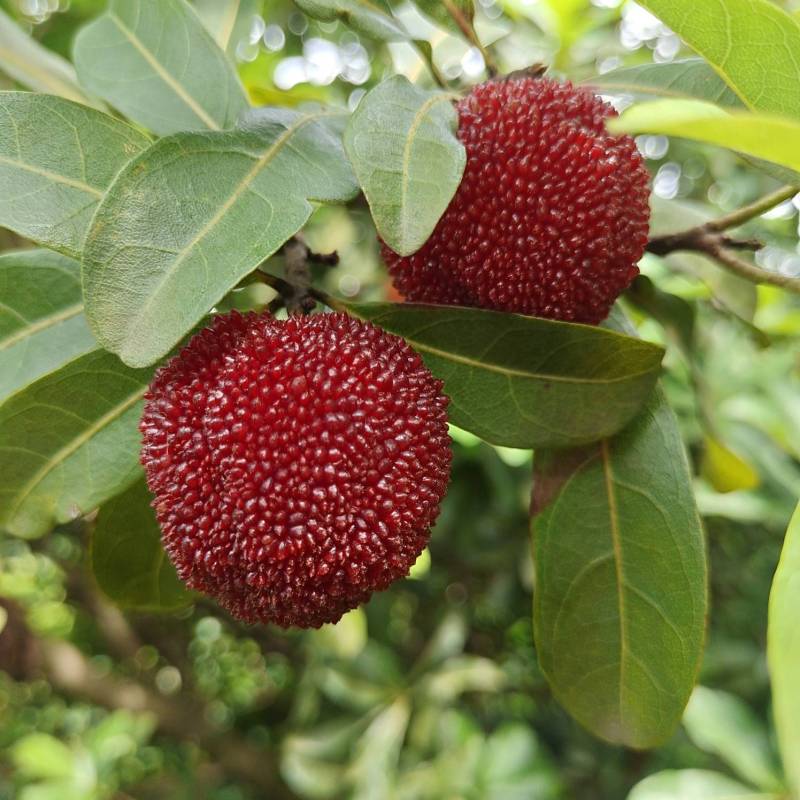 慈溪的乌紫杨梅