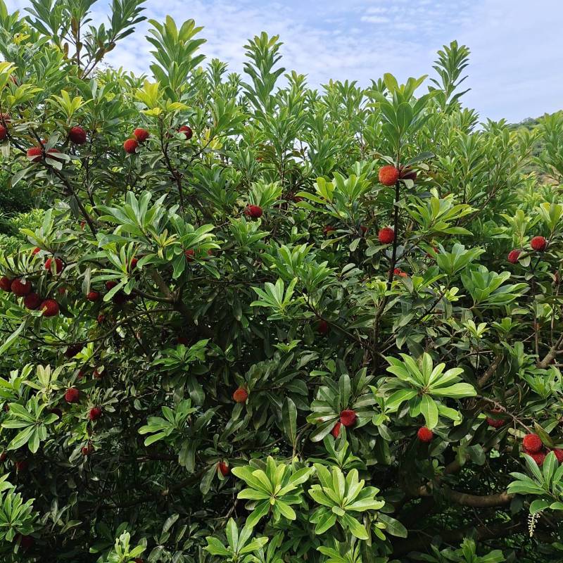 慈溪的乌紫杨梅