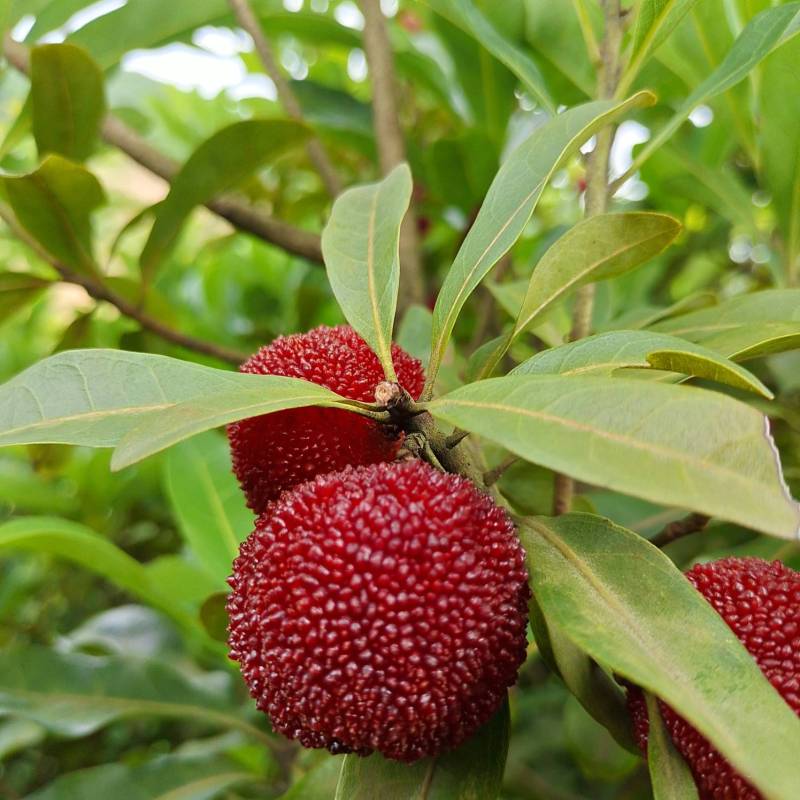 慈溪的乌紫杨梅