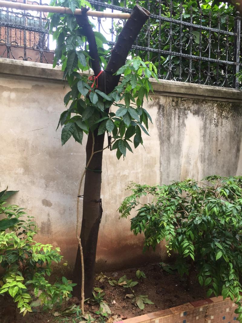 w4冰淇淋白柿 - 广东农人之家 - 水果邦农人之家