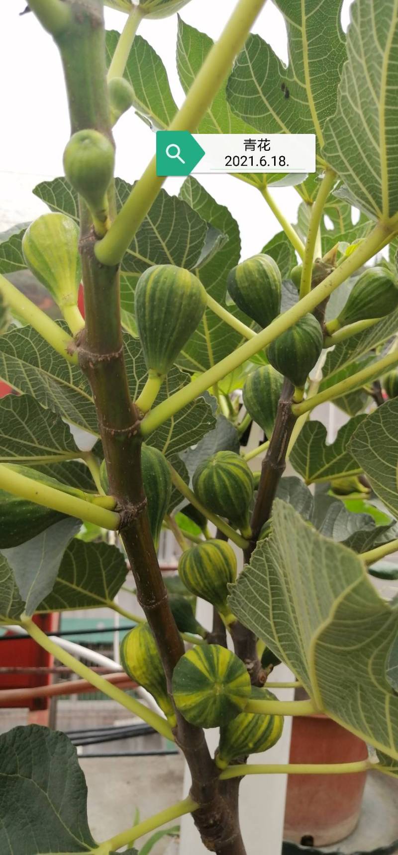 1棵青花 - 无花果论坛 - 水果邦农人之家
