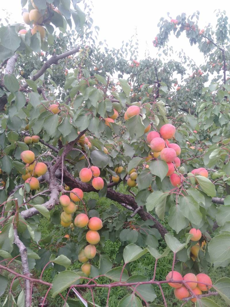 串枝红杏 - 杏树论坛 - 水果邦农人之家