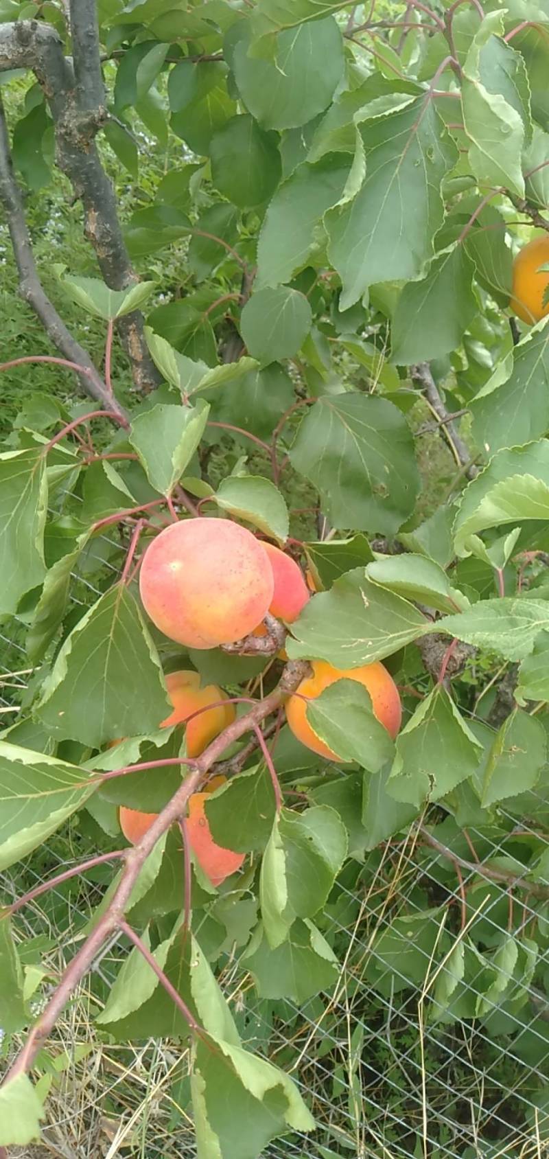 串枝红杏 - 杏树论坛 - 水果邦农人之家