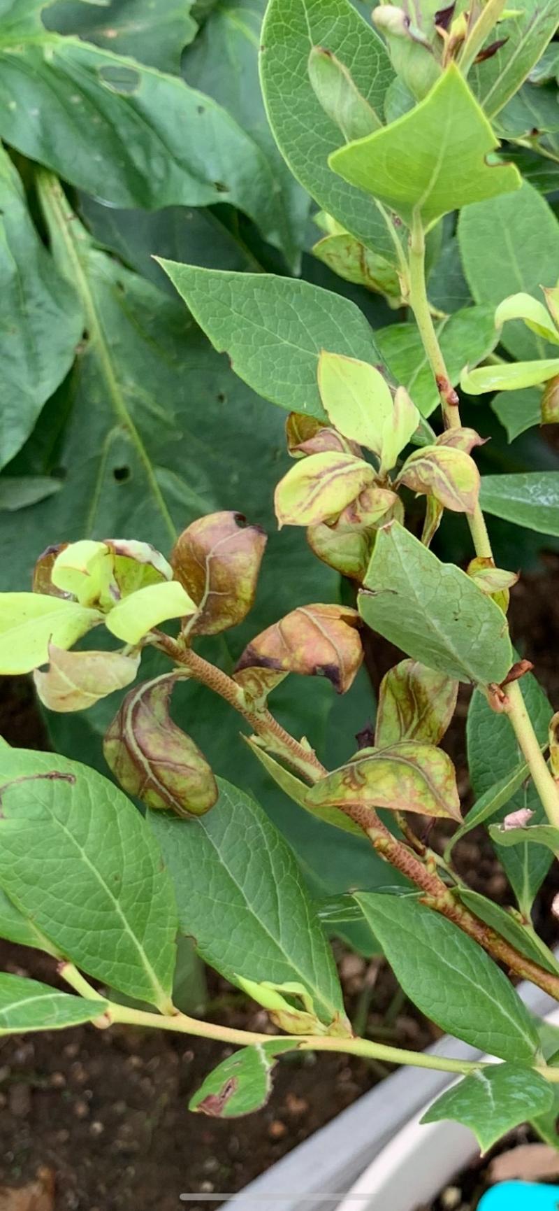 论打蓟马的重要性 - 蓝莓论坛 - 水果邦农人之家