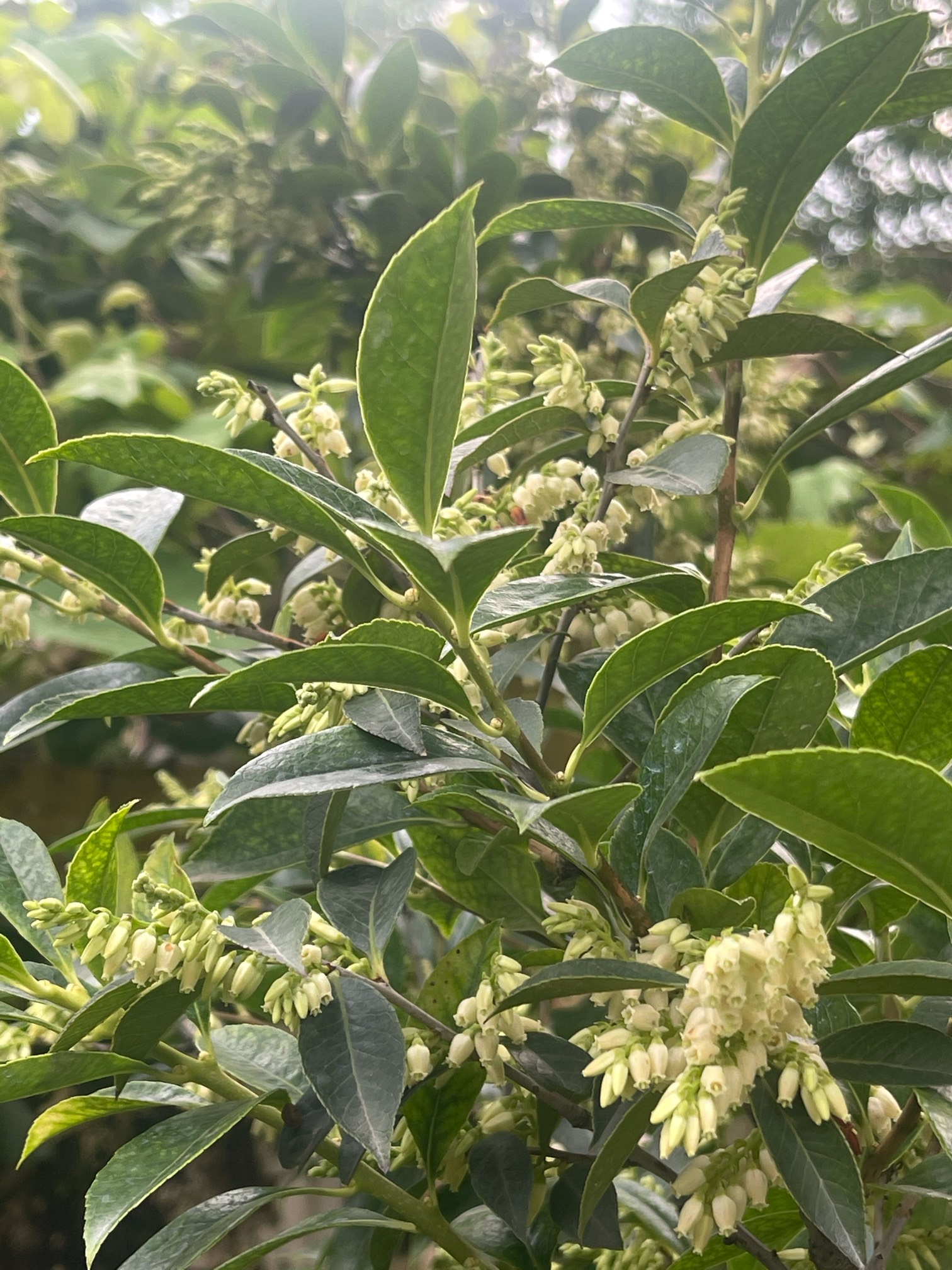 乌饭花开 