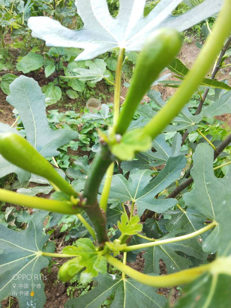 不错不错很丰产 - 无花果论坛 - 水果邦农人之家