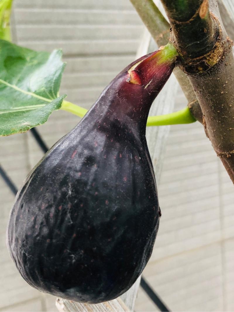 巨紫罗兰成熟季 - 无花果论坛 - 水果邦农人之家