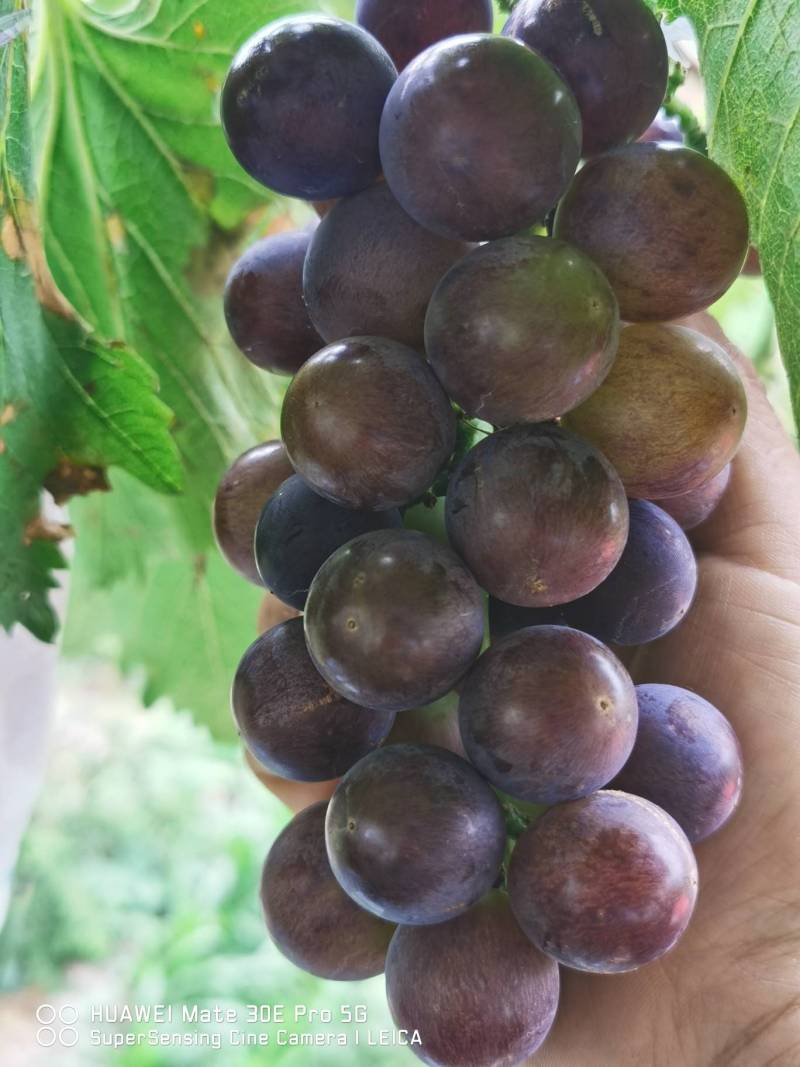 watermark,image_cGljLzIwMTgwNjEzL29zc18xNTI4ODgwMjAzODU4Xzk2MV81NDRfMjAzLnBuZw==,t_50,g_se,x_20,y_20