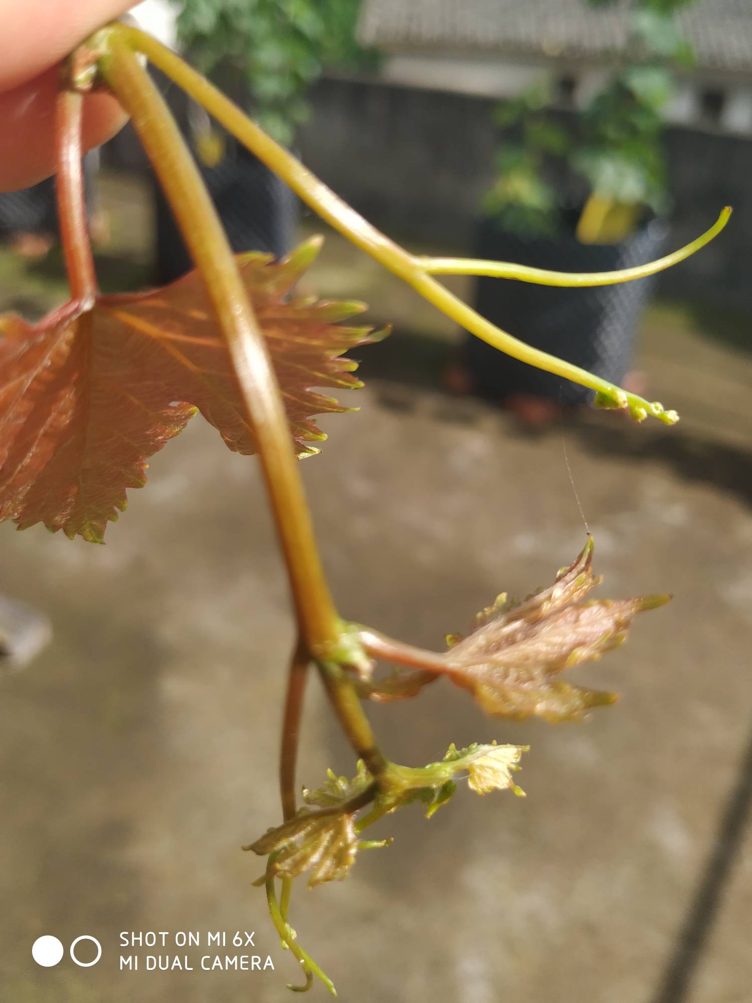 陽光玫瑰二次果發芽遭遇未知病害求助各位大神