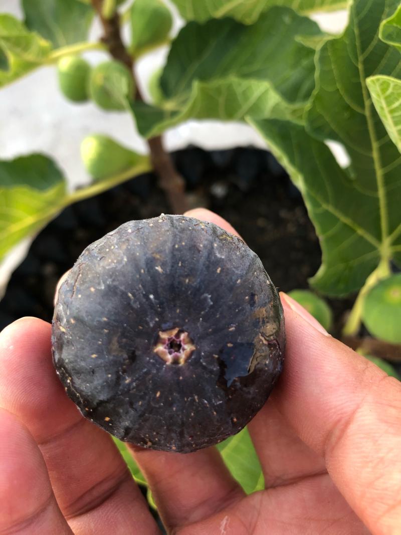 黑马- 无花果论坛 - 水果邦农人之家