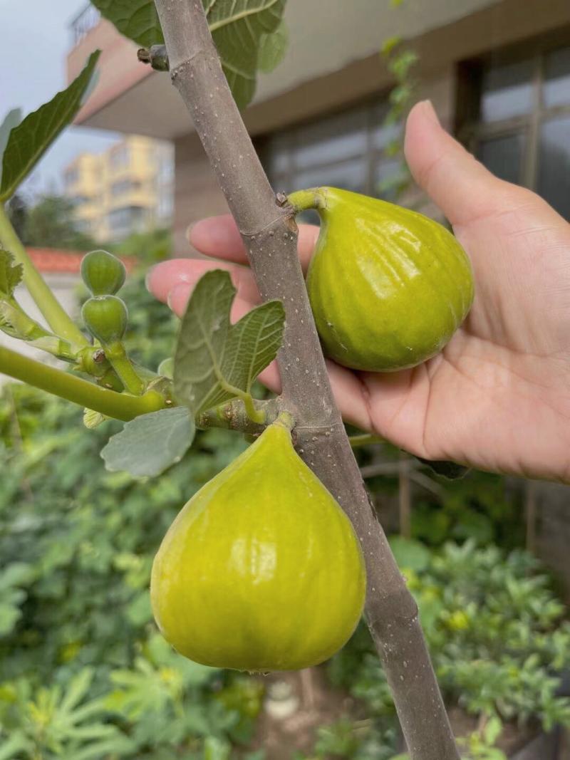 云白- 无花果论坛 - 水果邦农人之家