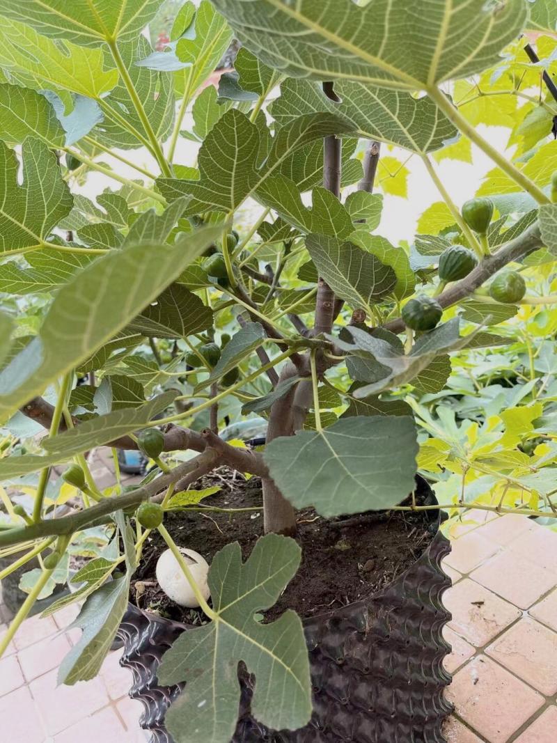 云白- 无花果论坛 - 水果邦农人之家