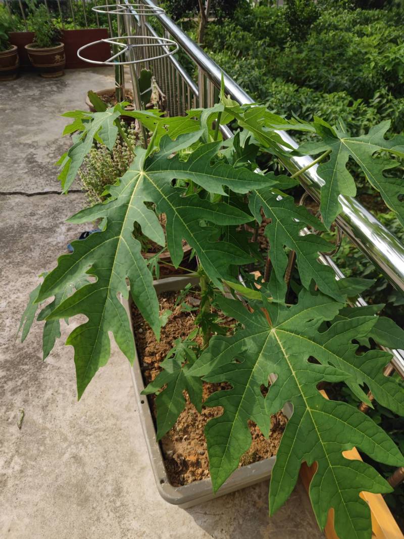 红妃木瓜,大概还得长多大才能开花结果?