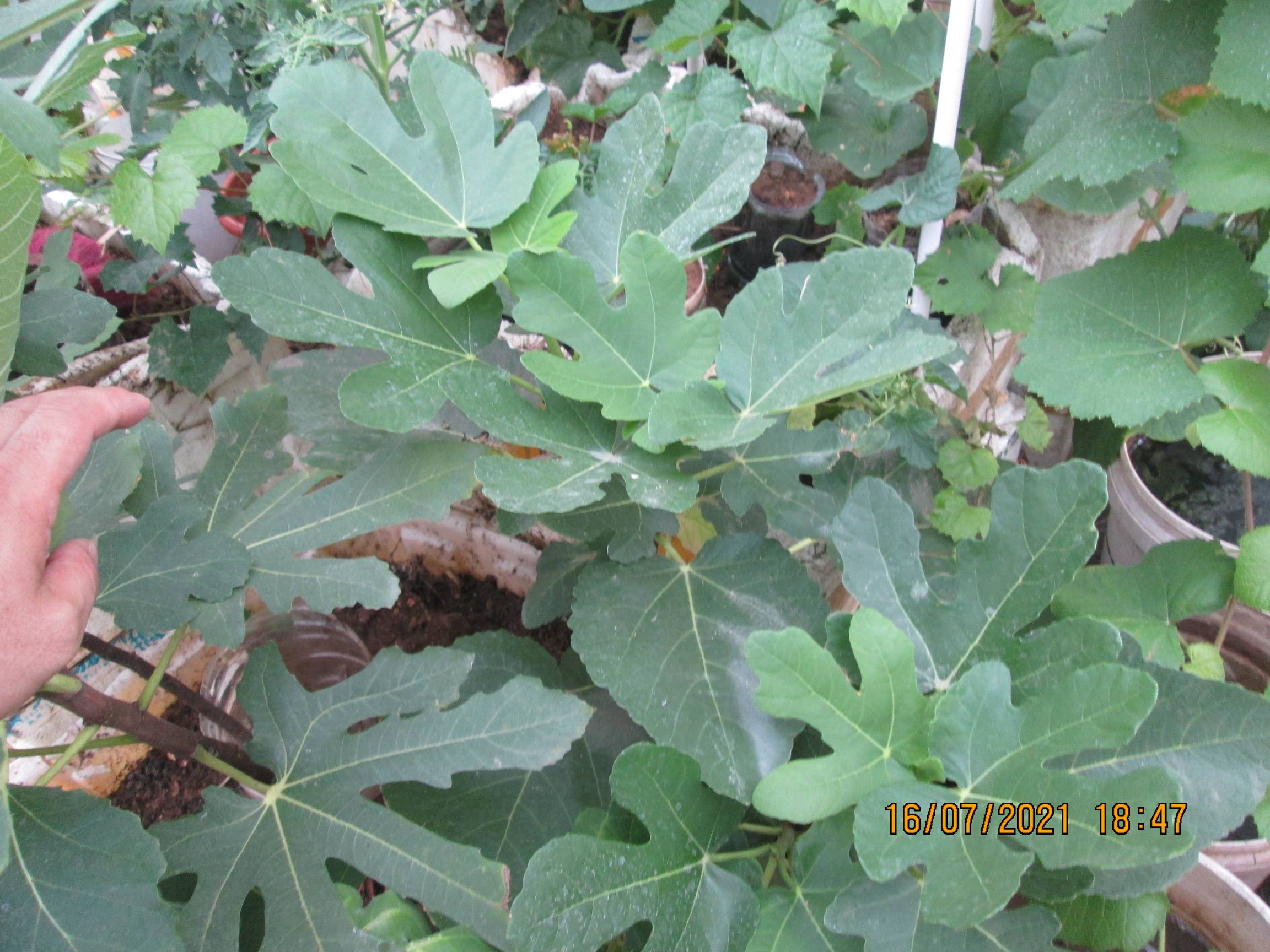 日紫- 无花果论坛 - 水果邦农人之家