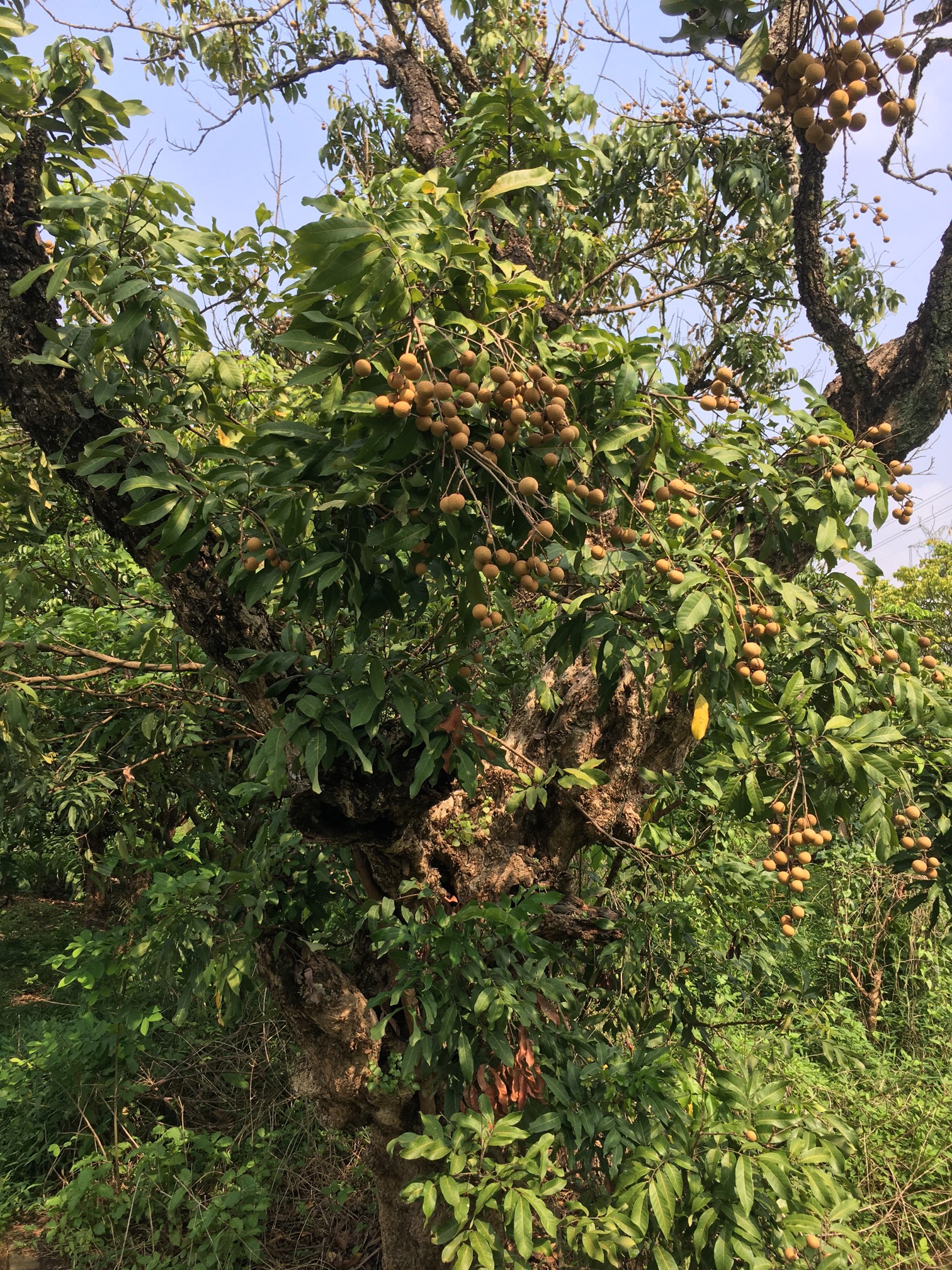 海珠湿地老龙眼树果实