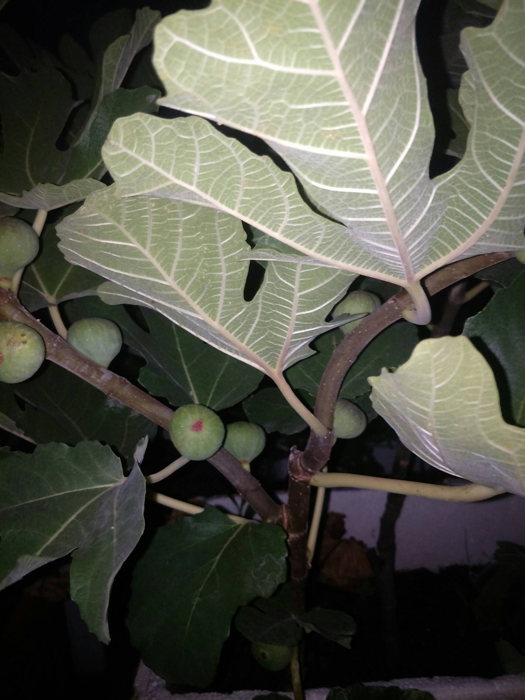 日紫- 无花果论坛 - 水果邦农人之家