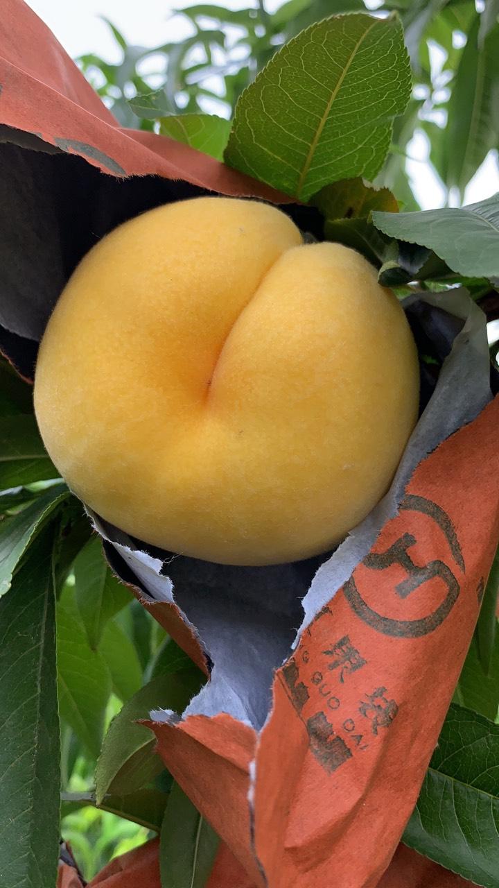 金凤黄桃在豫东地区的表现 - 桃树论坛 - 水果邦农人之家