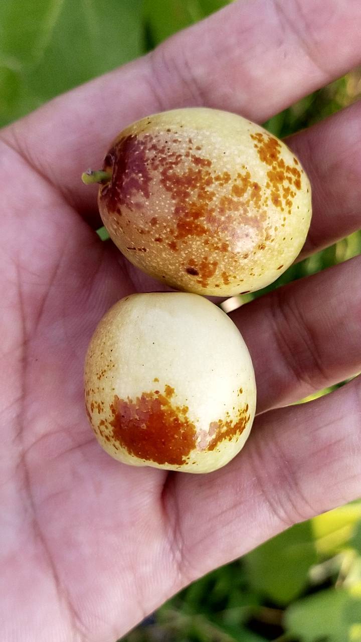 原创大蜂蜜罐米枣长玲枣