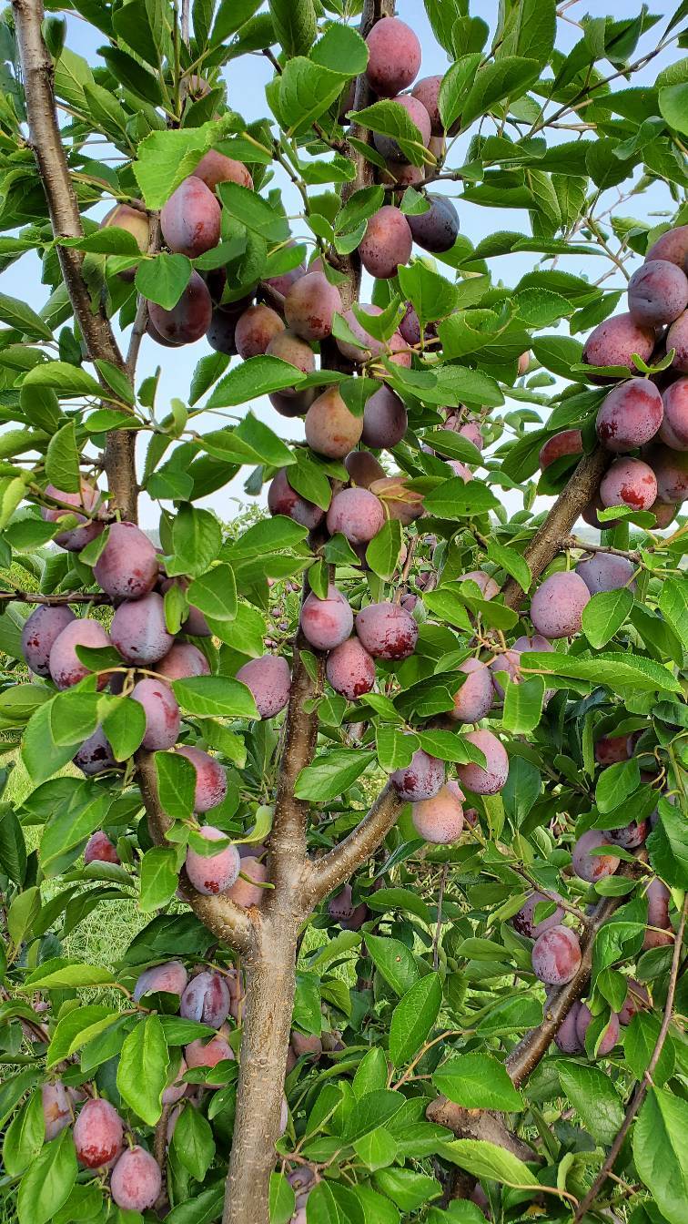 西梅熟了! - 李树论坛 - 水果邦农人之家