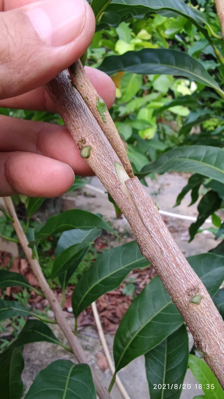 黄晶果嫁接砧木图片