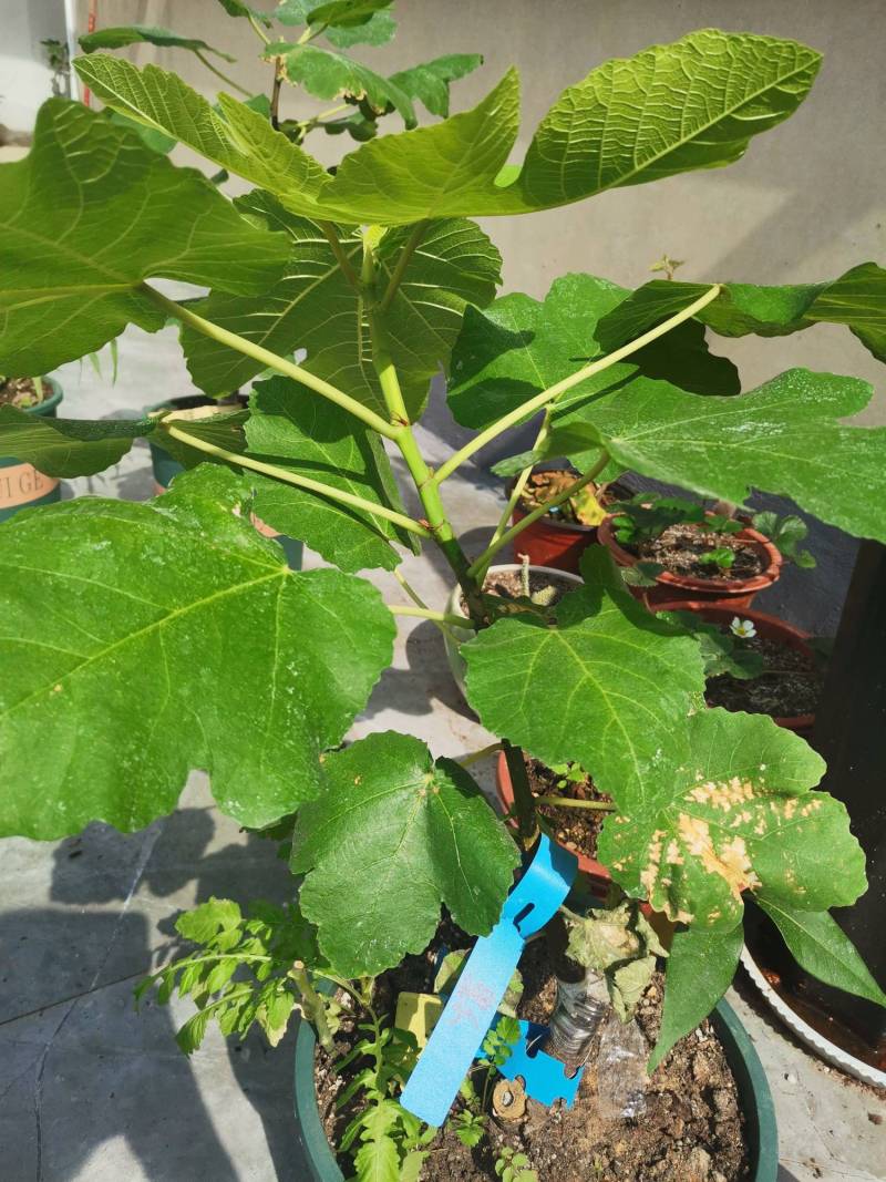 托斯瓦纳,渴望,黑尔 - 无花果论坛 - 水果邦农人之家