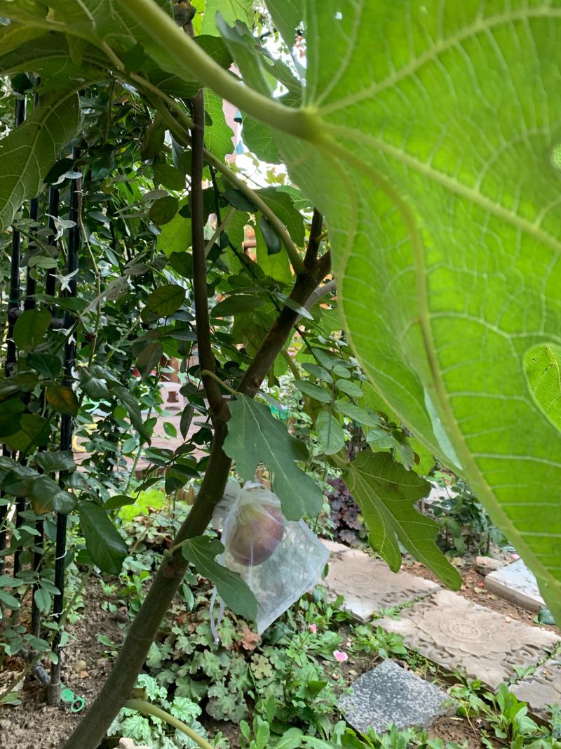 久留米 - 无花果论坛 - 水果邦农人之家