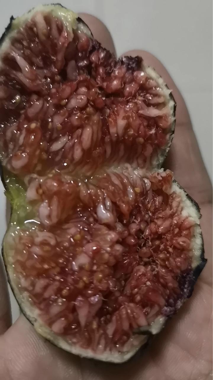 今天两个帮友的黑尔果图对比 - 无花果论坛 - 水果邦农人之家