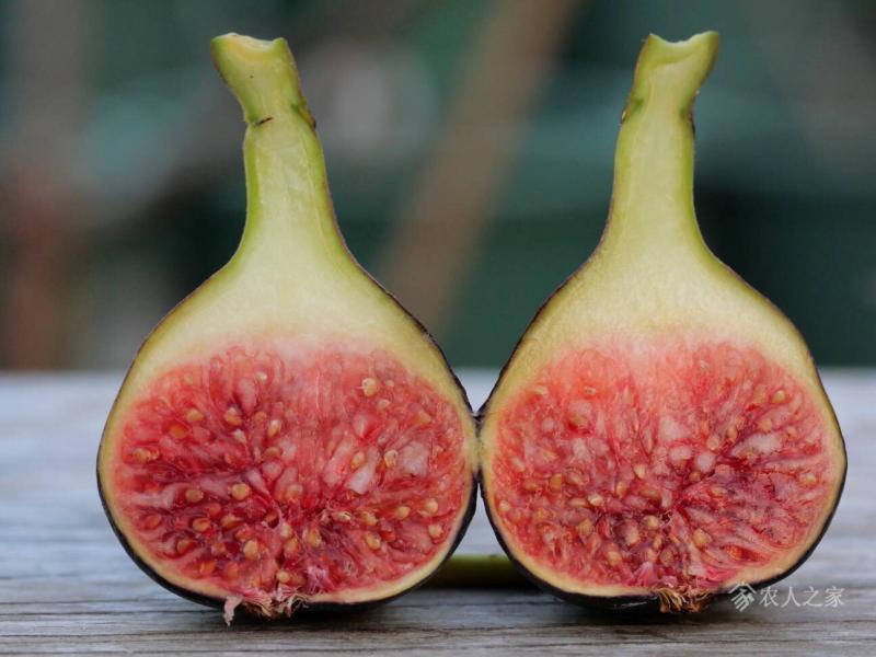 今天两个帮友的黑尔果图对比 - 无花果论坛 - 水果邦农人之家