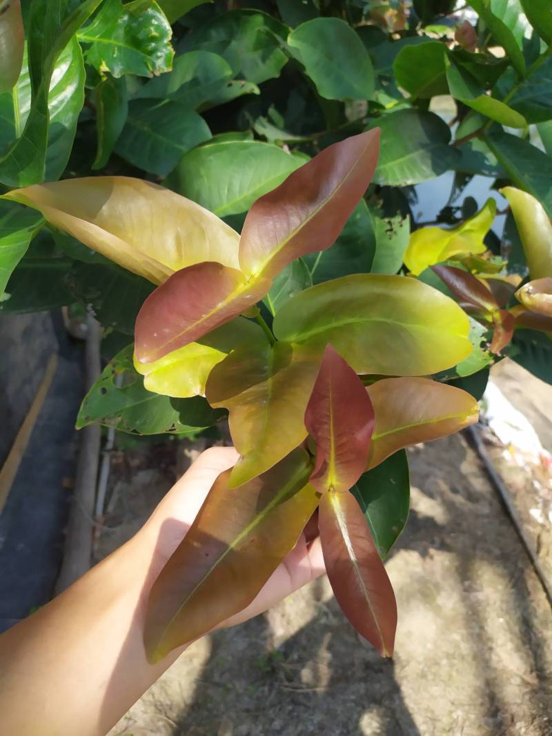 平剪过的大叶红,2年后少量来花 - 莲雾论坛 - 水果邦农人之家