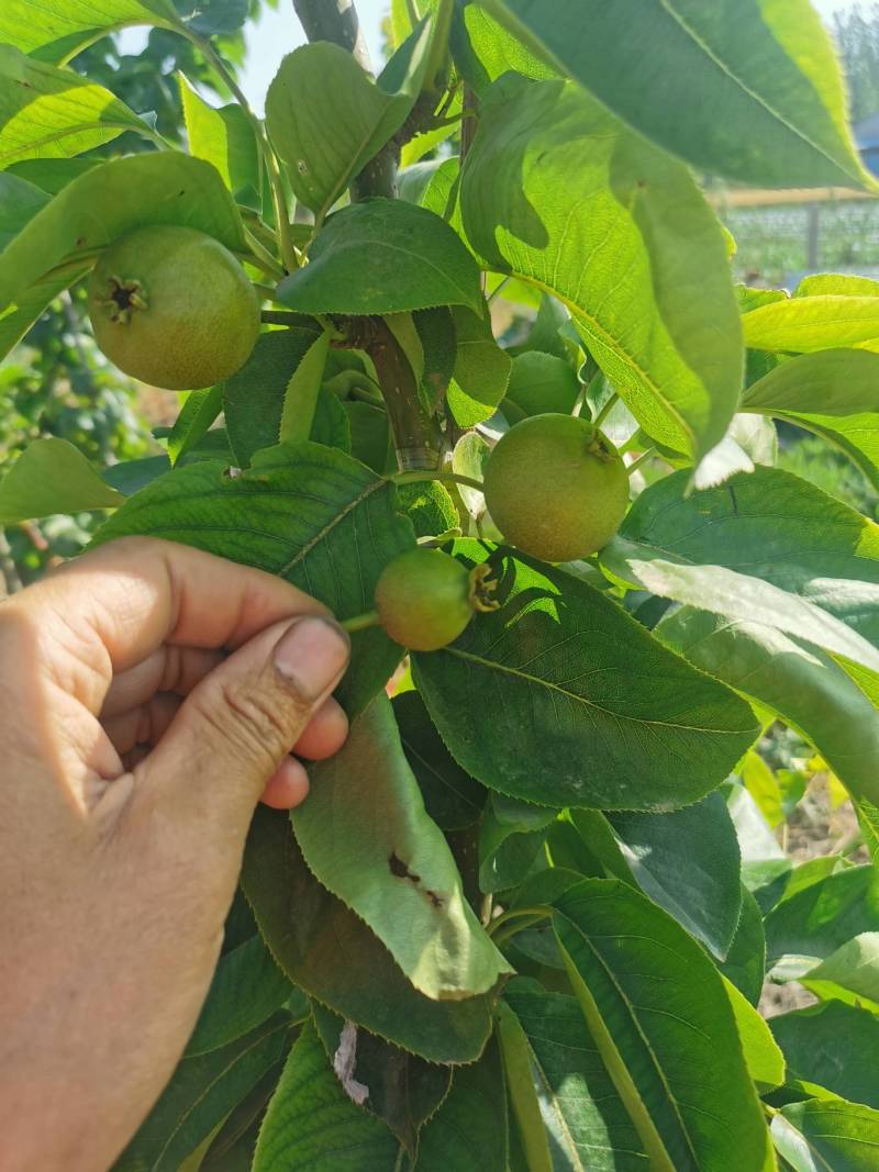 新华梨 - 梨树论坛 - 水果邦农人之家