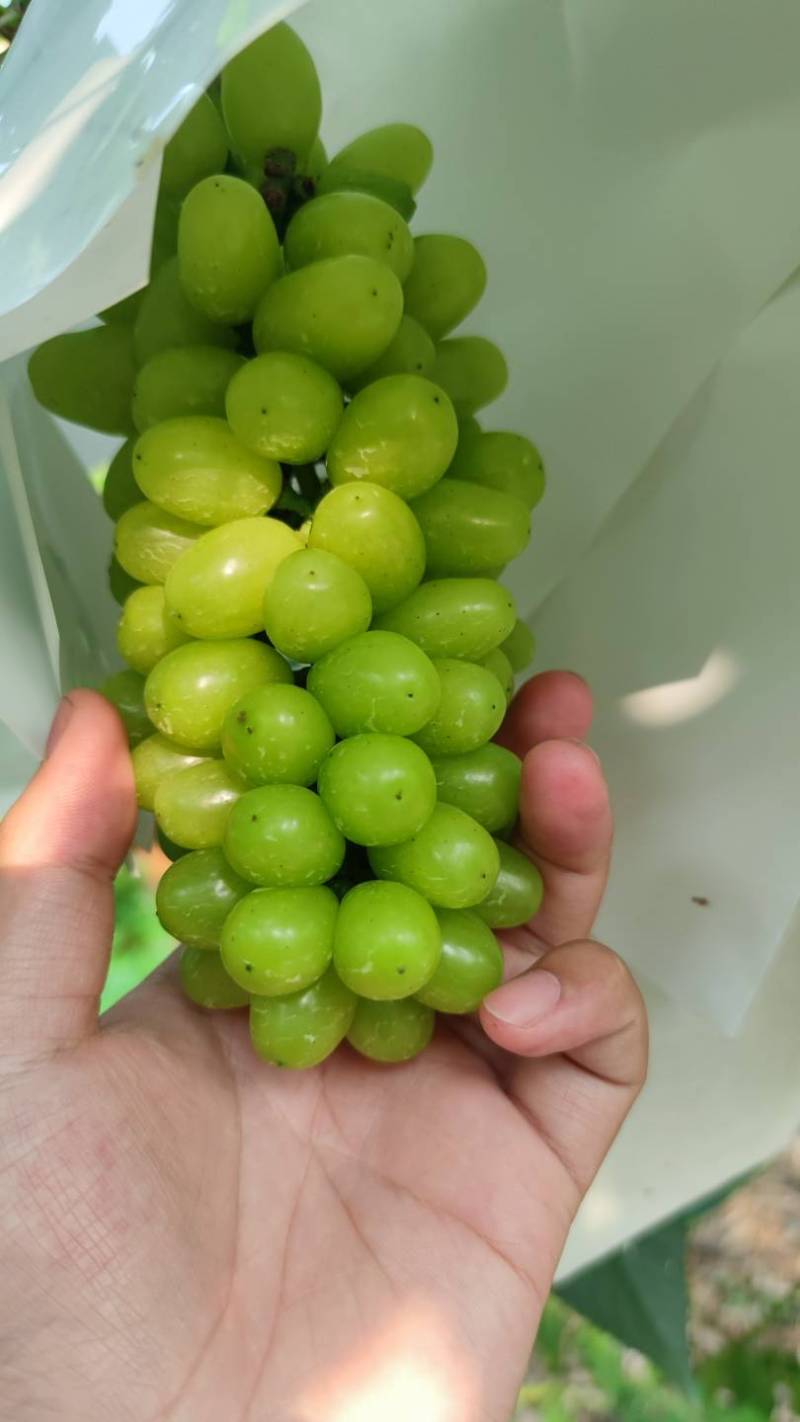 七星女王烂果 - 葡萄论坛 - 水果邦农人之家