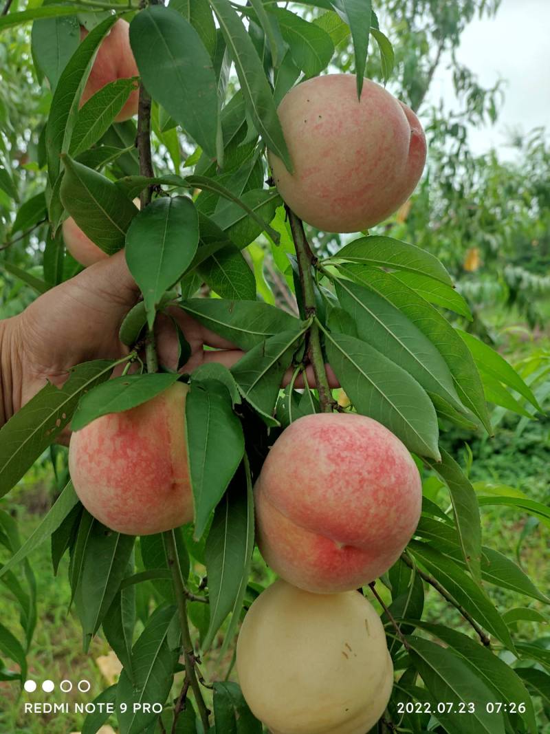 大小湖景水蜜桃 - 桃树论坛 - 水果邦农人之家
