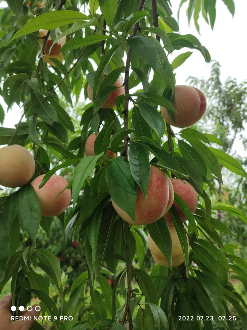 大小湖景水蜜桃 - 桃树论坛 - 水果邦农人之家