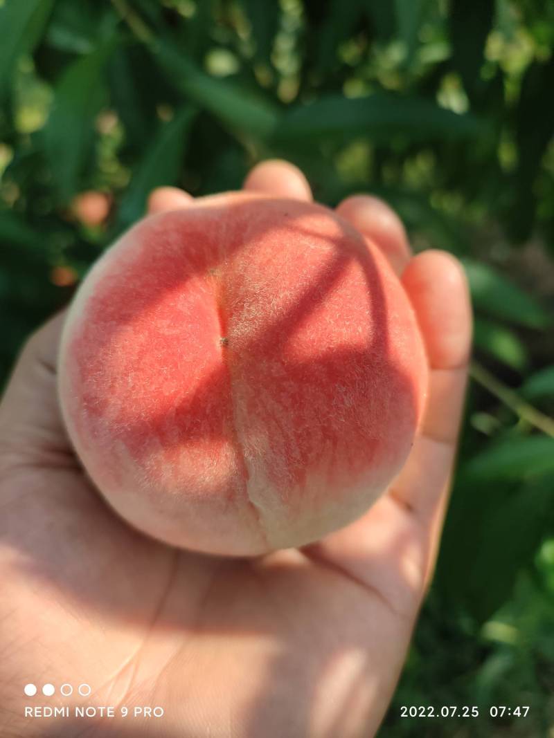 大小湖景水蜜桃 - 桃树论坛 - 水果邦农人之家