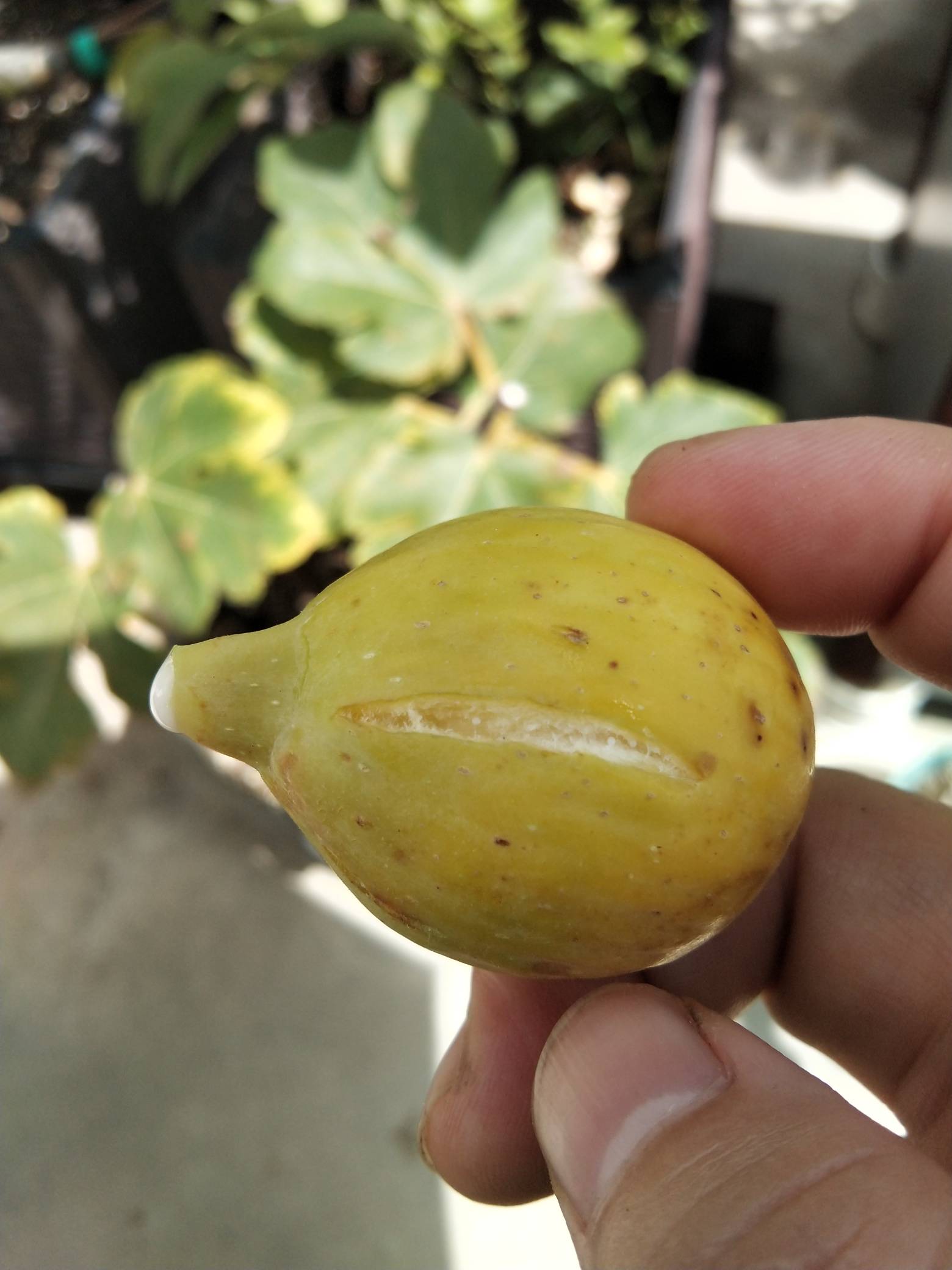 白山口 - 无花果论坛 - 水果邦农人之家